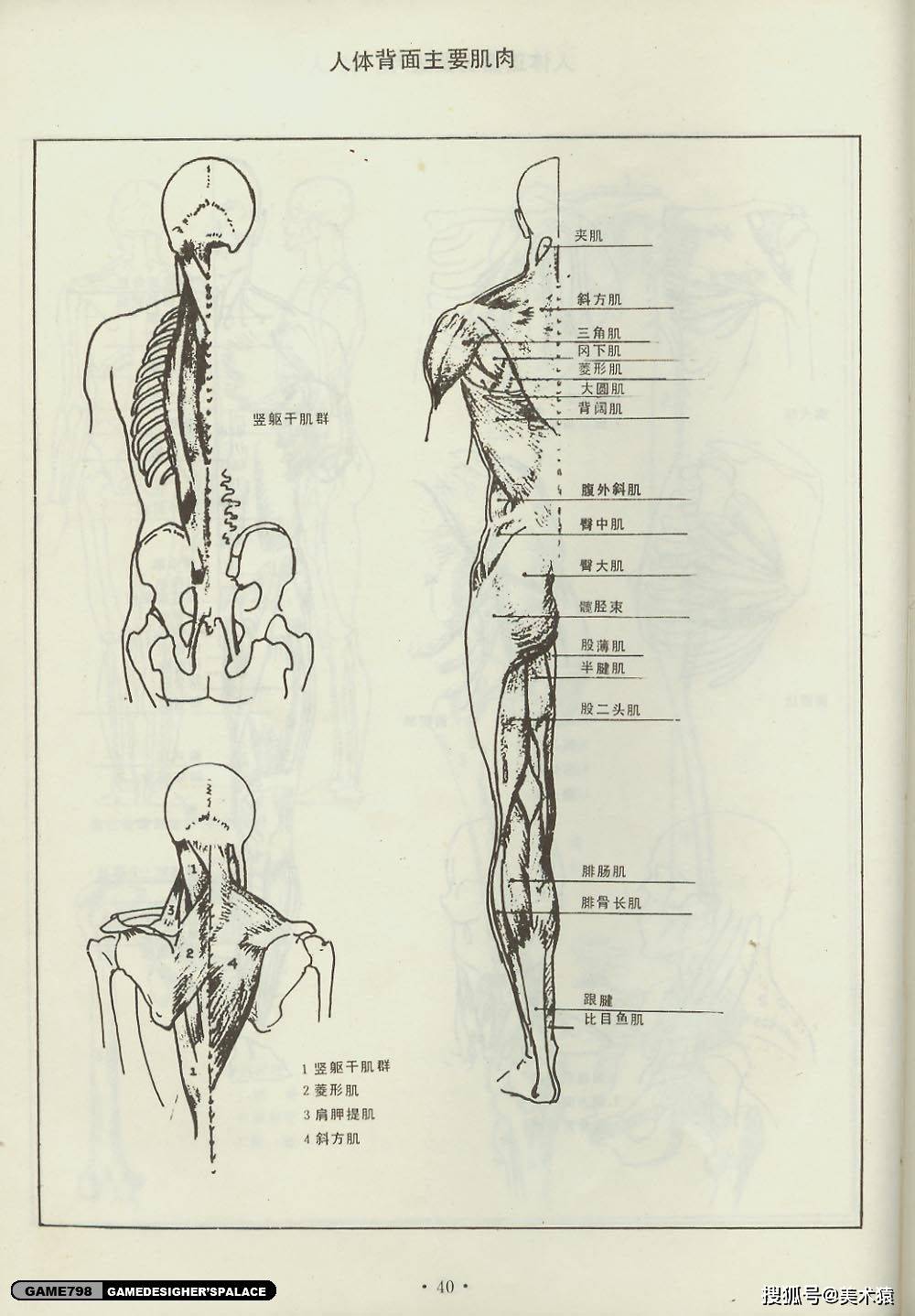 不仅对人体的组织结构