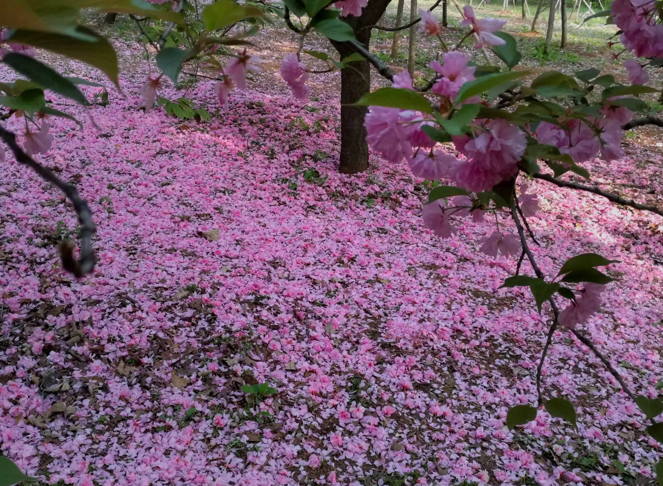 梦里花落知多少?