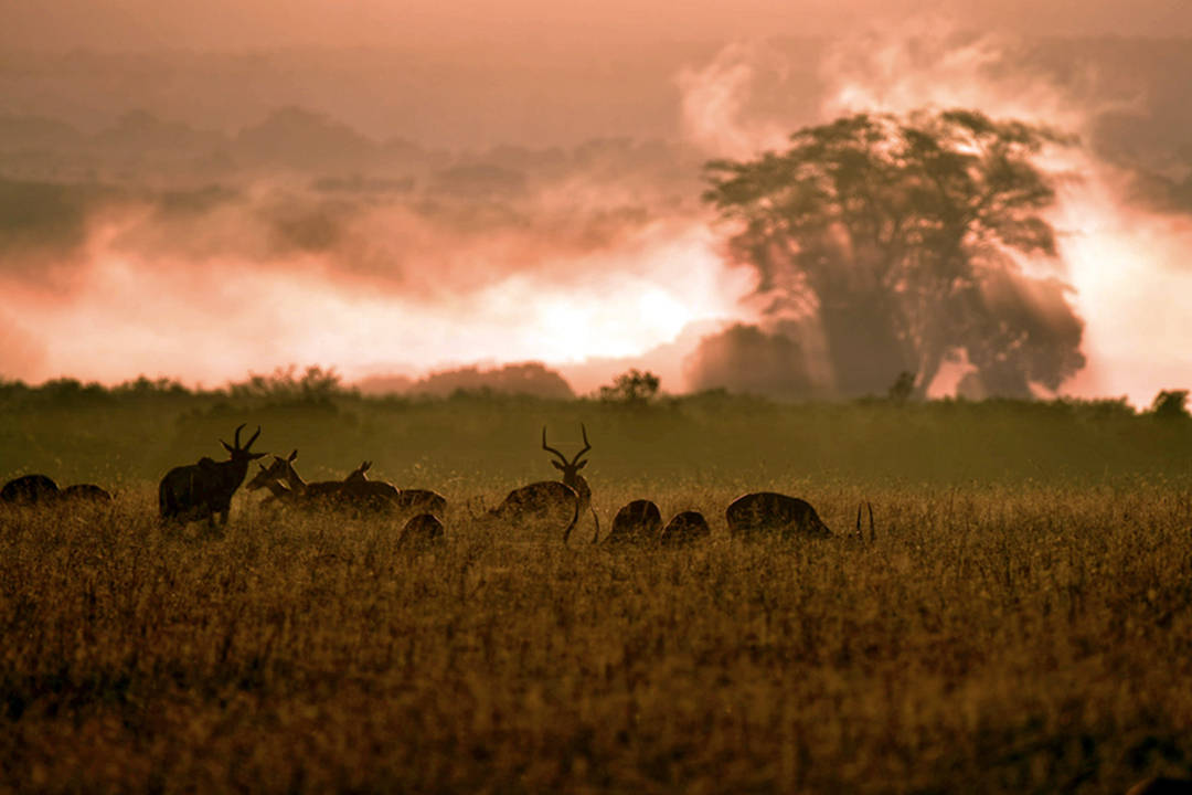 猎游东非大草原，重回“春天来了，万物复苏，又到了动物们交配的季节……”