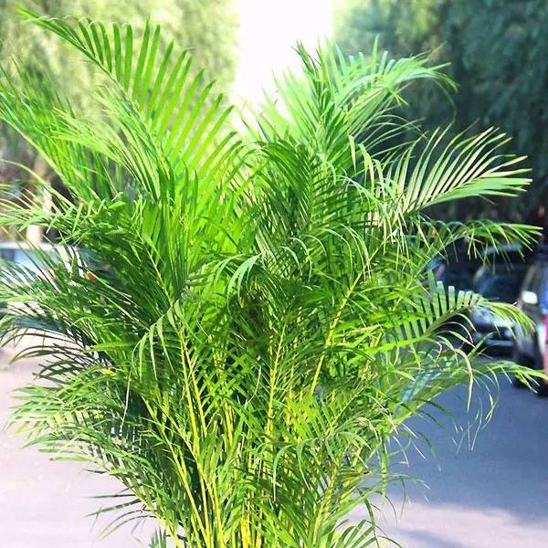 凤尾竹叶子发黄怎么办