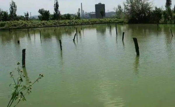 池塘蓝藻爆发的原因和处理方法