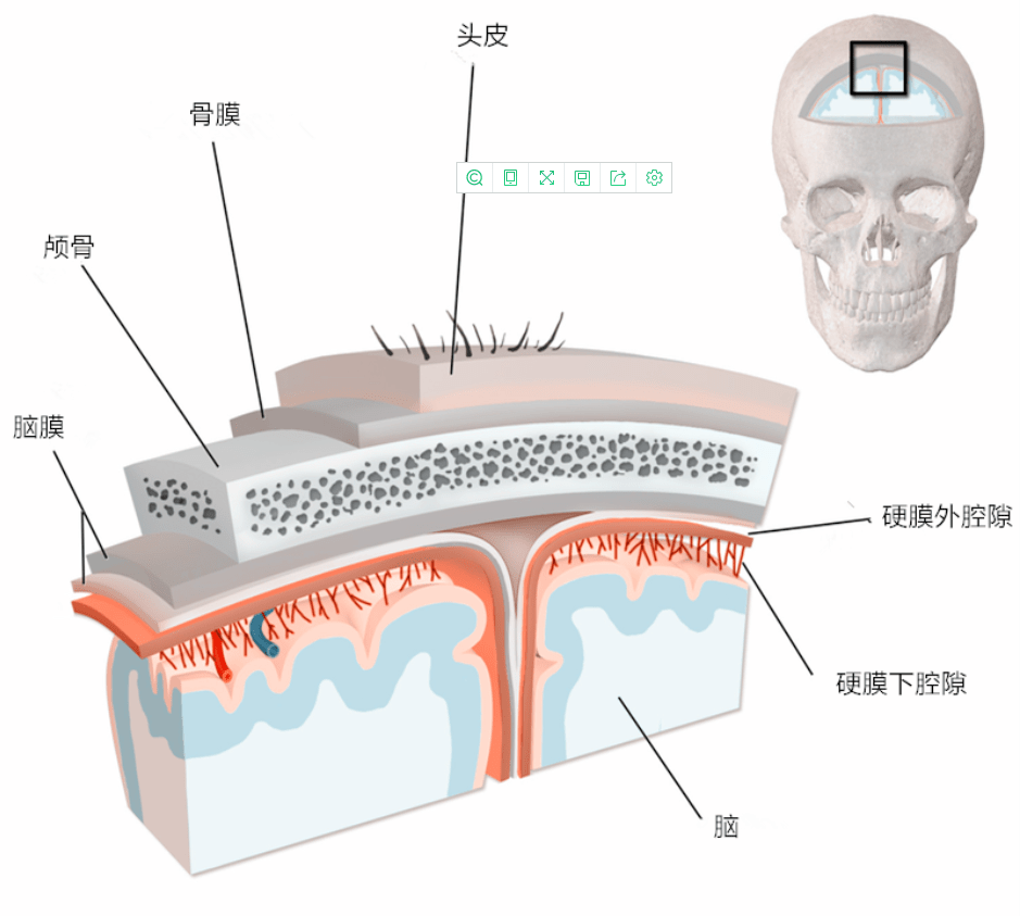 我们来认识一下头皮结构！_搜狐网, image size:939x843