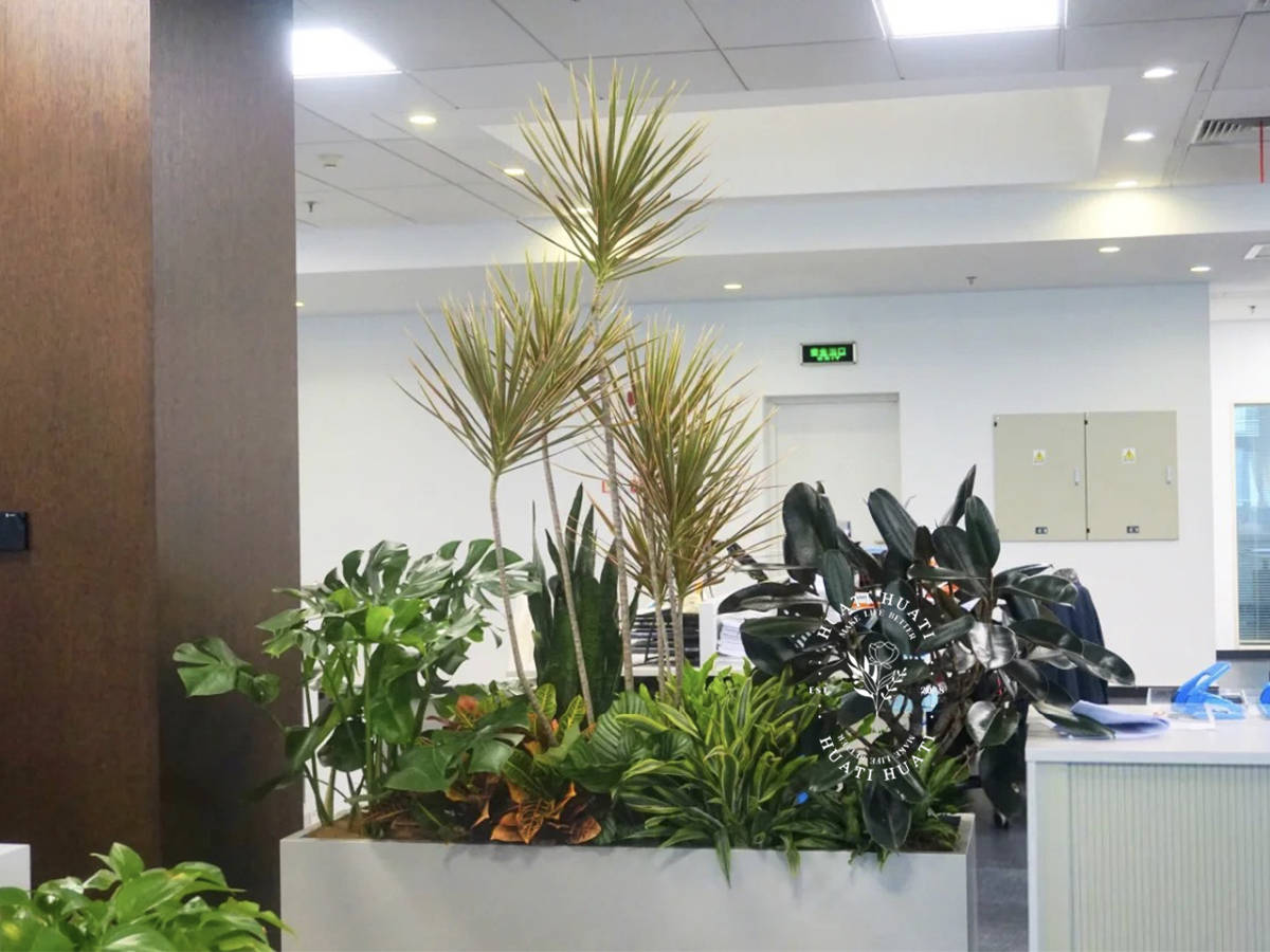 办公室植物摆放参考图图片