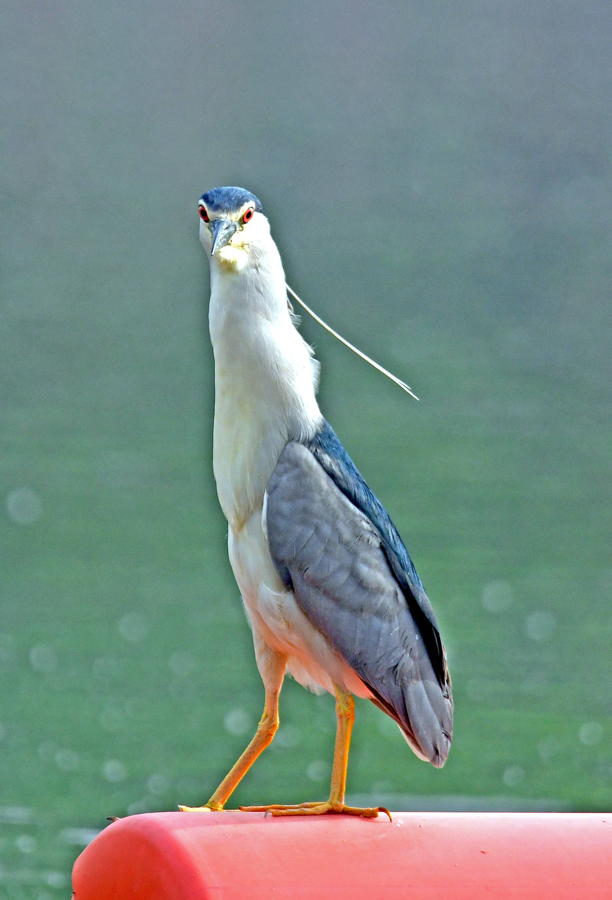 夜鹭——夜出性鸟类_保护_涉禽_夜鹤