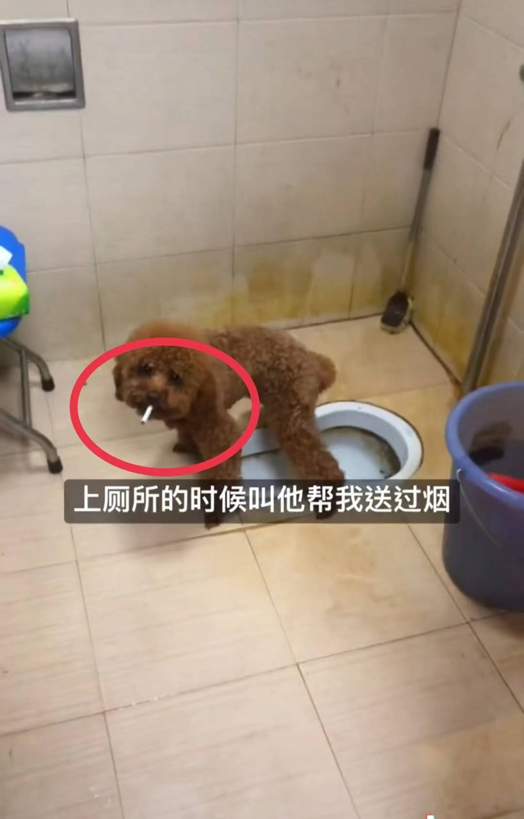 见过人抽烟,可真没见过小狗狗抽烟_香烟_厕所_年入