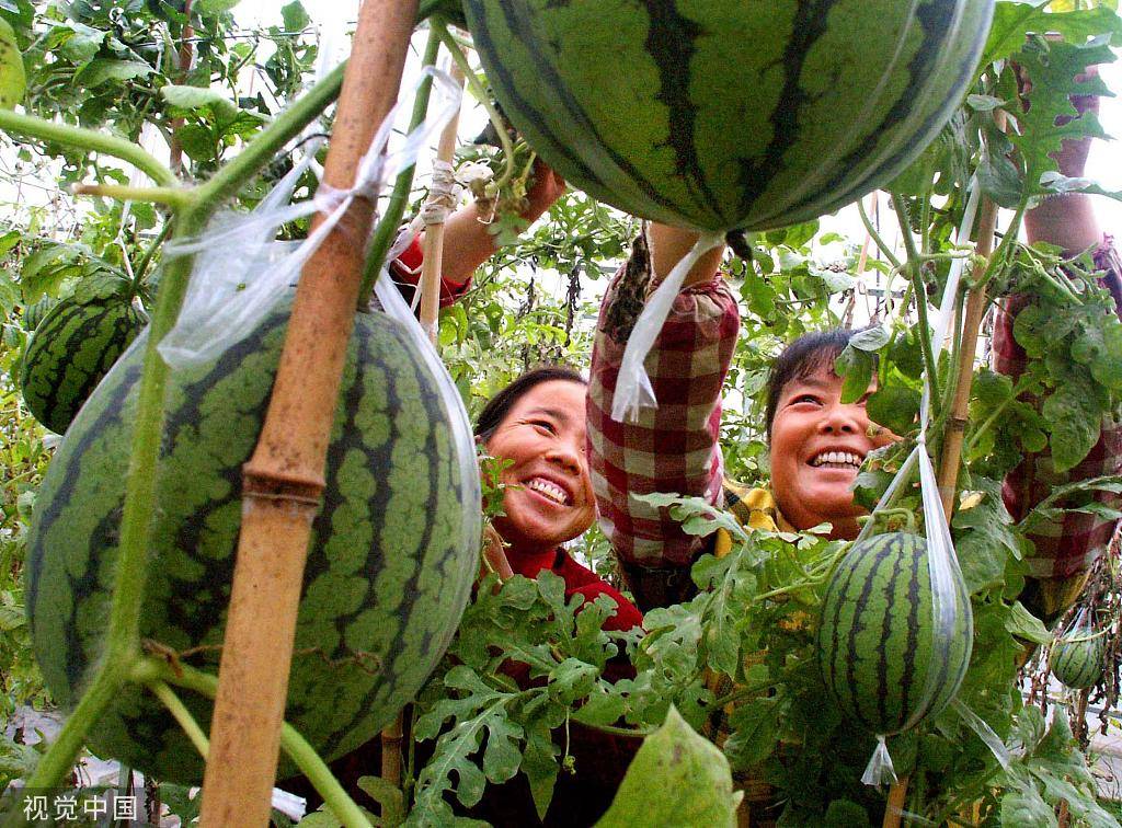 The Best Watermelon Kingdom