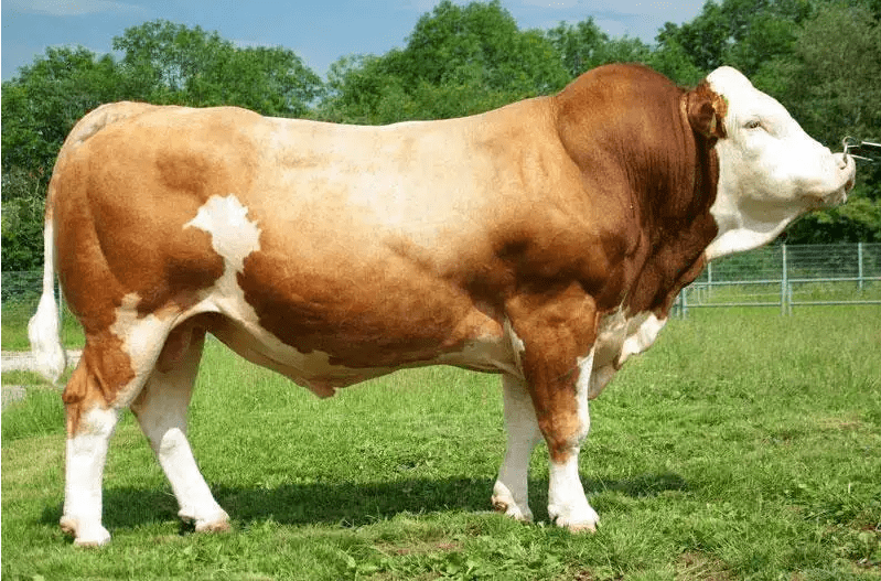 西门塔尔牛养殖技术介绍--奕牧堂牛羊膘壮_养殖百科_资讯_生态农业