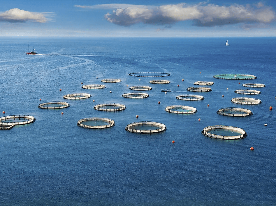 寻渔记|深水网箱养殖的前景竟如此之好!_进行_发展_风浪