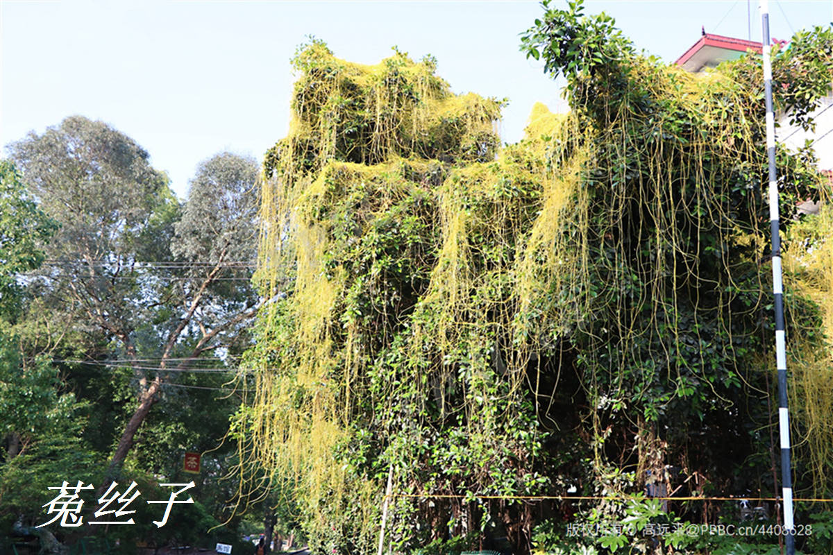 女萝草 菟丝花图片图片