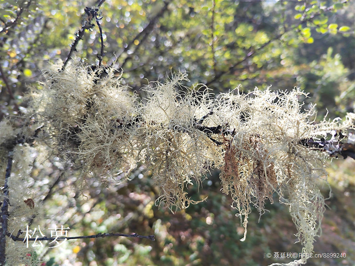 女萝草 菟丝花图片图片