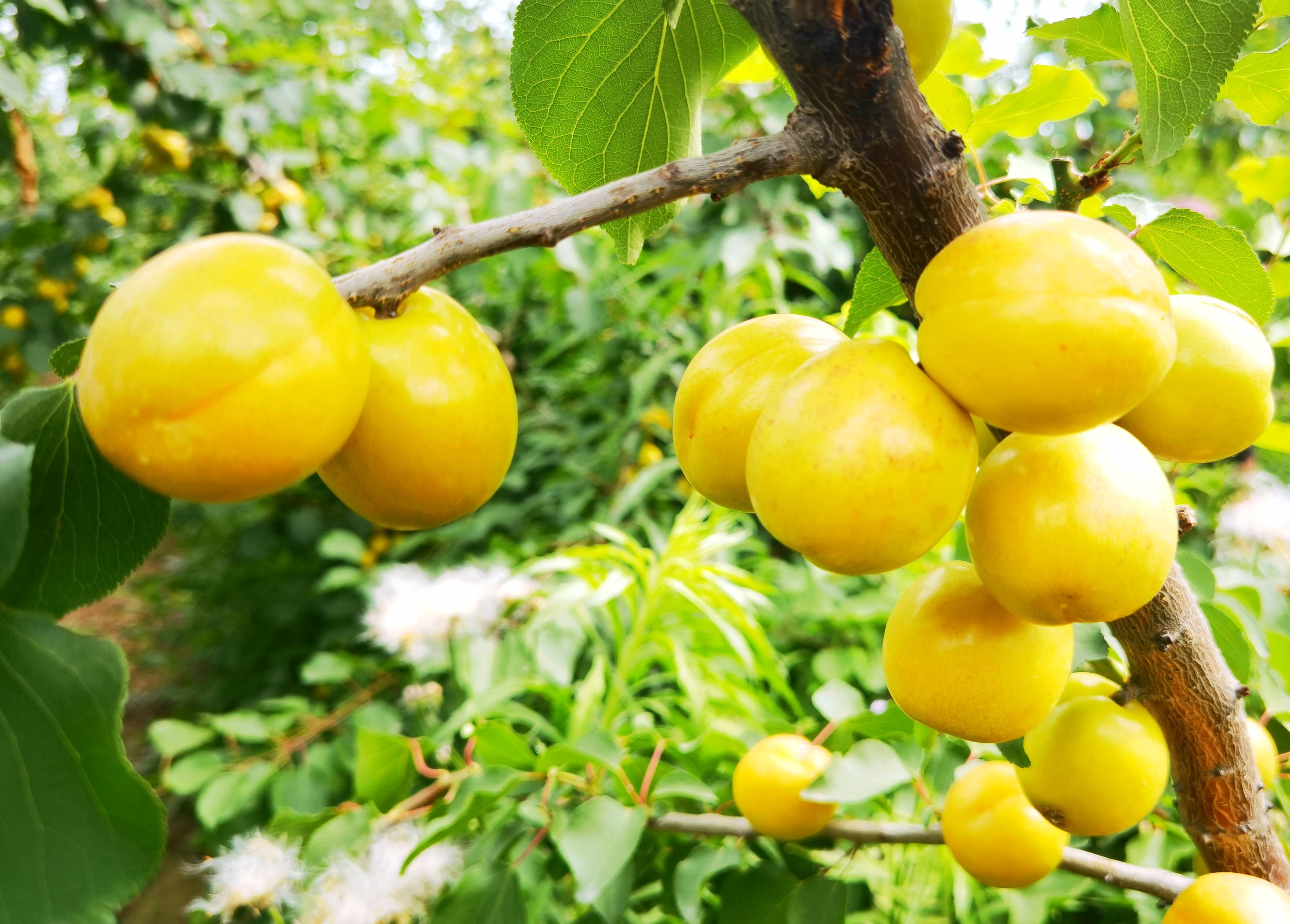 6月进园采摘分享甜蜜见证杏福时刻