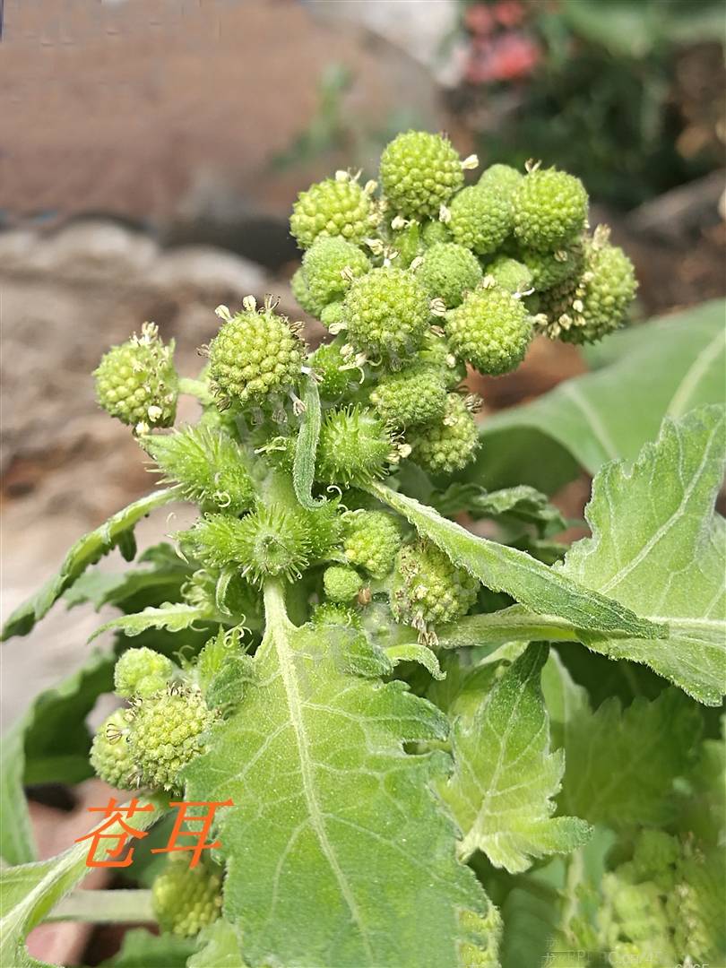 诗经里的植物辨识四十三卷耳和苍耳