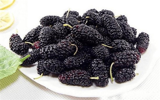 四川大什和河北黑珍珠桑葚