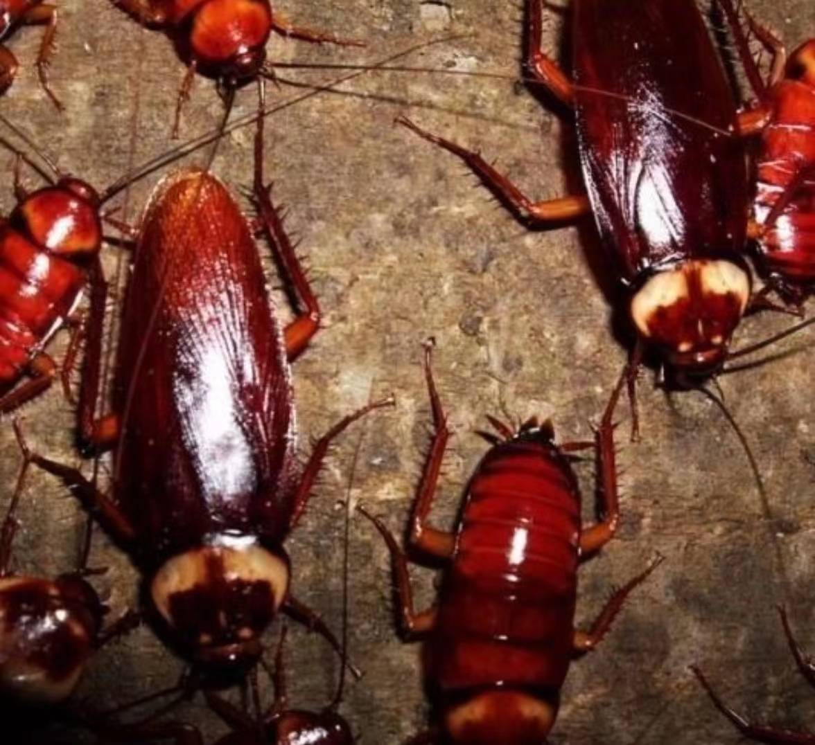 美洲大蠊养殖,台湾现代农科集团有技术!_幼虫_饲料_需水量