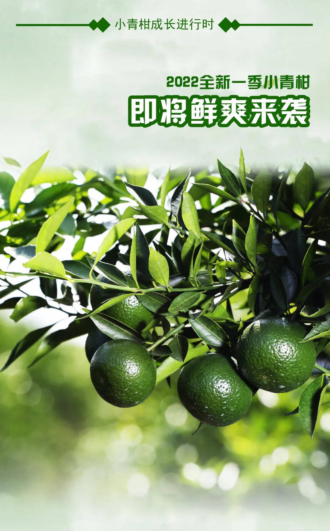 2022青柑季丨鲜爽登场倒计时