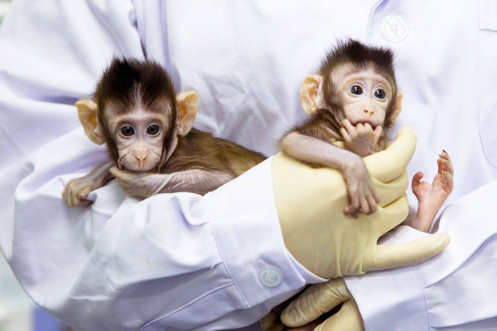 “实验猴”撑起亿级市场-锋巢网