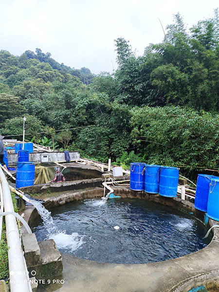 清远辉哥渔场山泉水瘦身鱼受用户青睐_养殖_水产_成鱼