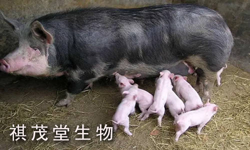 母猪繁殖障碍病有哪些症状?怎么治疗?母猪繁殖障碍病的鉴别诊断和治疗中药方_病毒_死亡率_发病