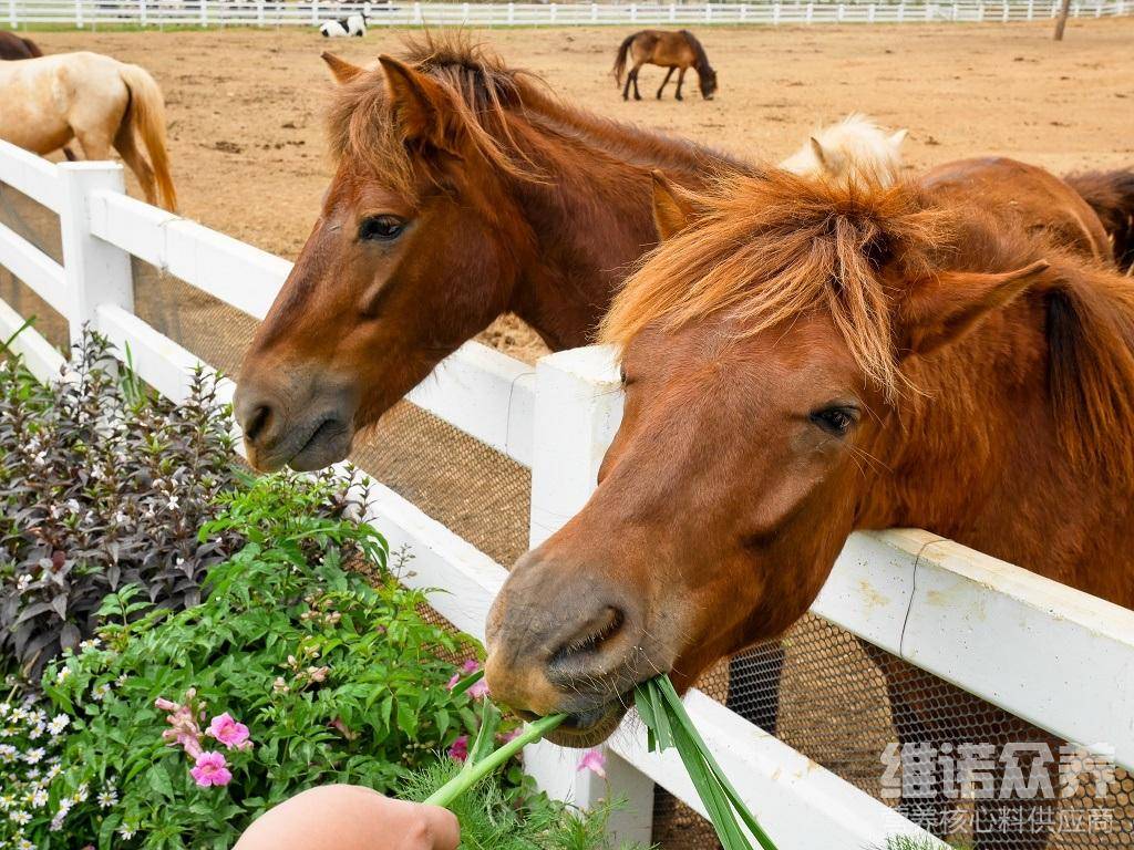 马吃什么饲料长肉最快,肉用马饲料配方