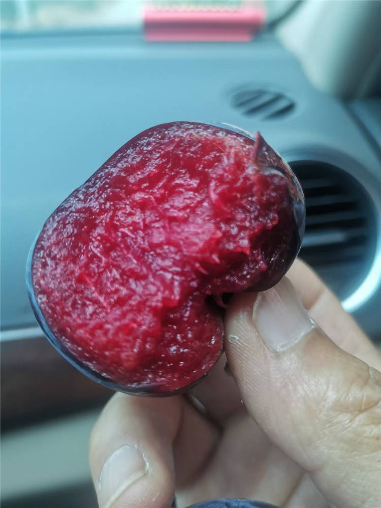 目前在新疆比较火的李子品种风味玫瑰李子大家见过吗早熟果肉红色