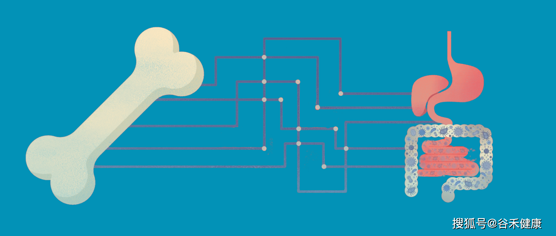 肠道微生物如何影响骨骼发育和代谢 骨髓 功能 疾病