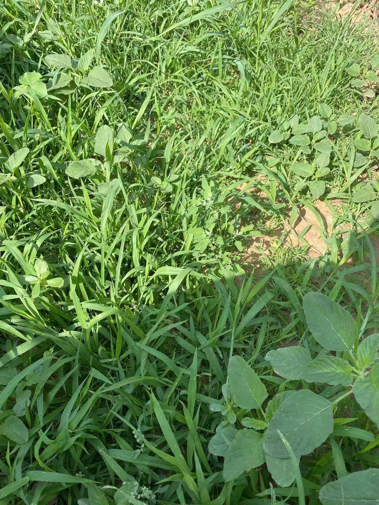 草坪杂草生长快数量多马尼拉百慕大草坪除杂草使用坪定+阔勤白三叶