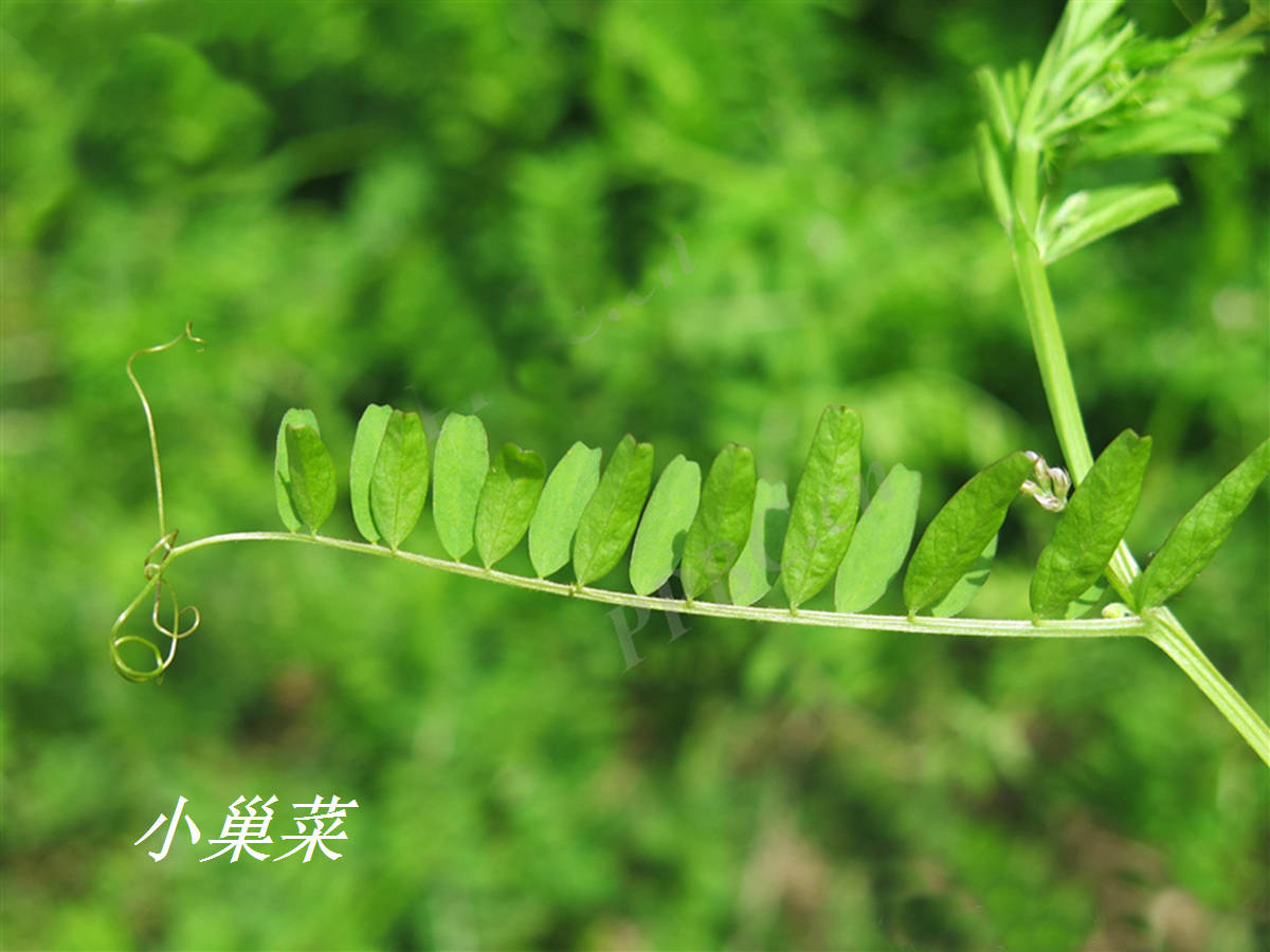 《诗经》里的植物辨识(四十八)"苕"字二解(下)