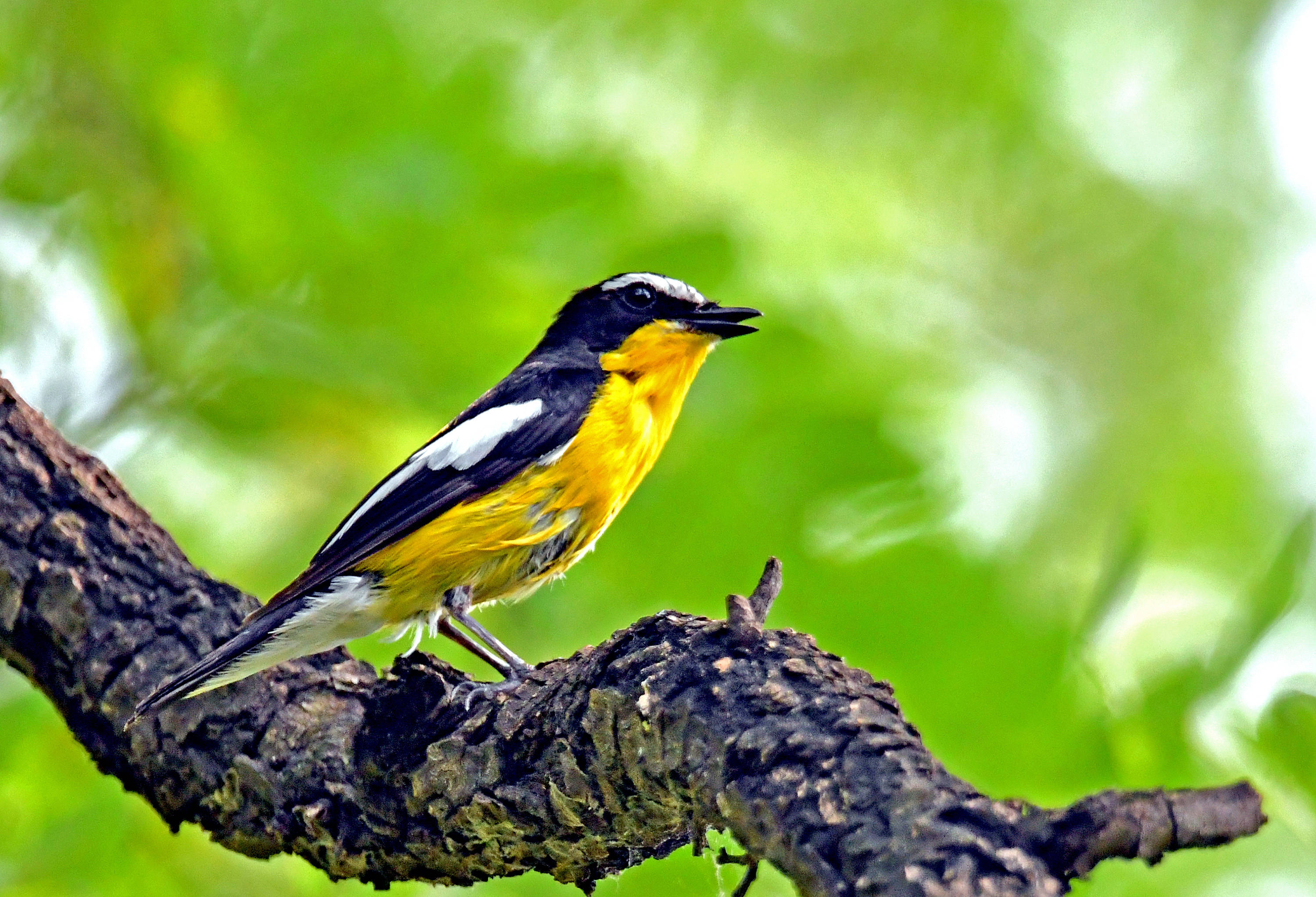 白眉姬鹟——重要的农林益鸟(九)_昆虫_保护_鸟类