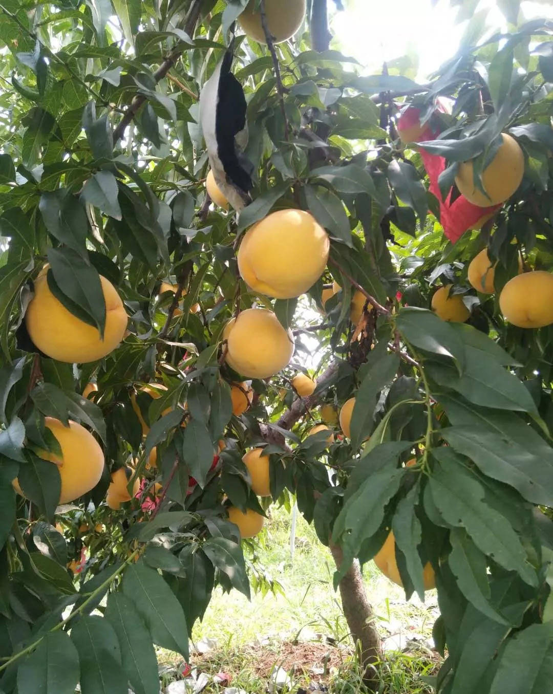 "真实"的黄金凤桃苗品种介绍 1年生金凤桃树苗新价格_黄桃_金凤黄