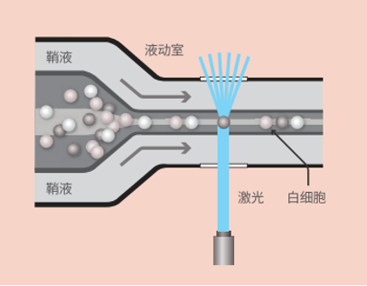 血常规小贴士78什么是五分类