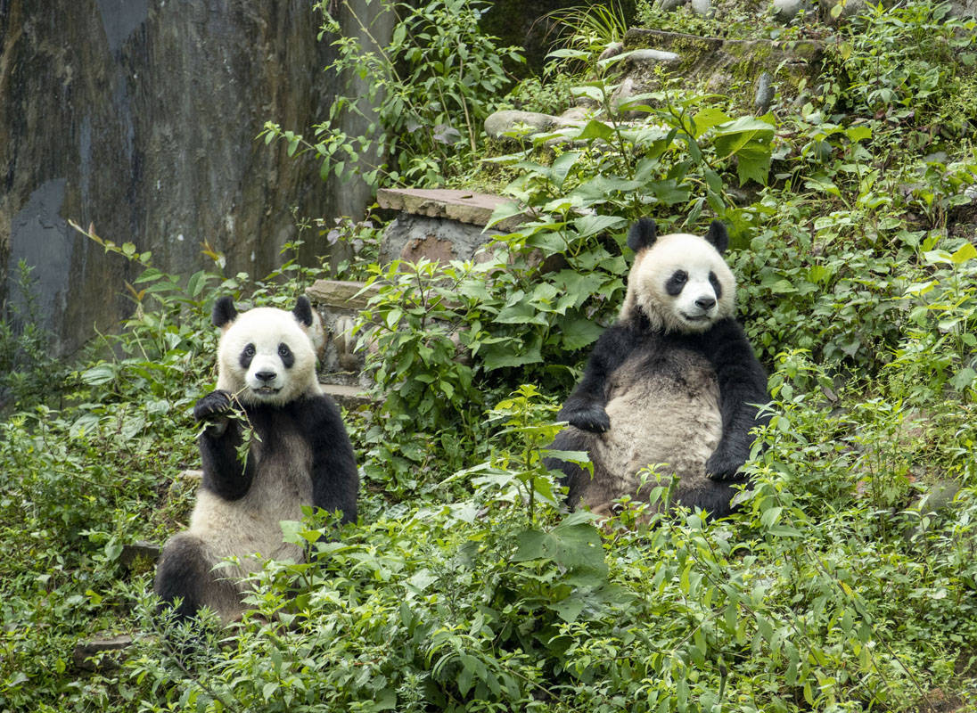 四川雅安大熊猫雅雅安安的幸福生活