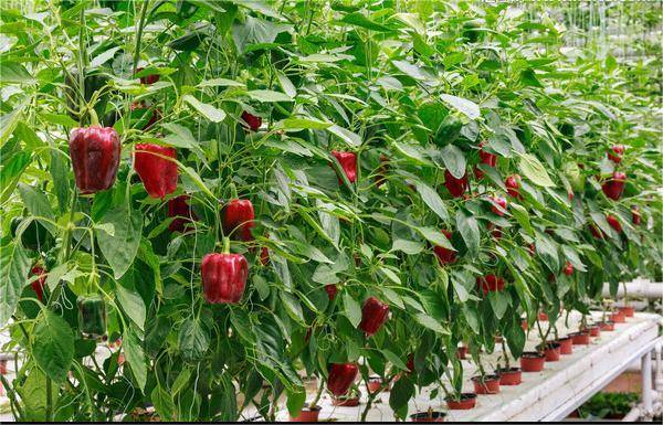 无土栽培蔬菜-辣椒_孔内_种子_塑料布