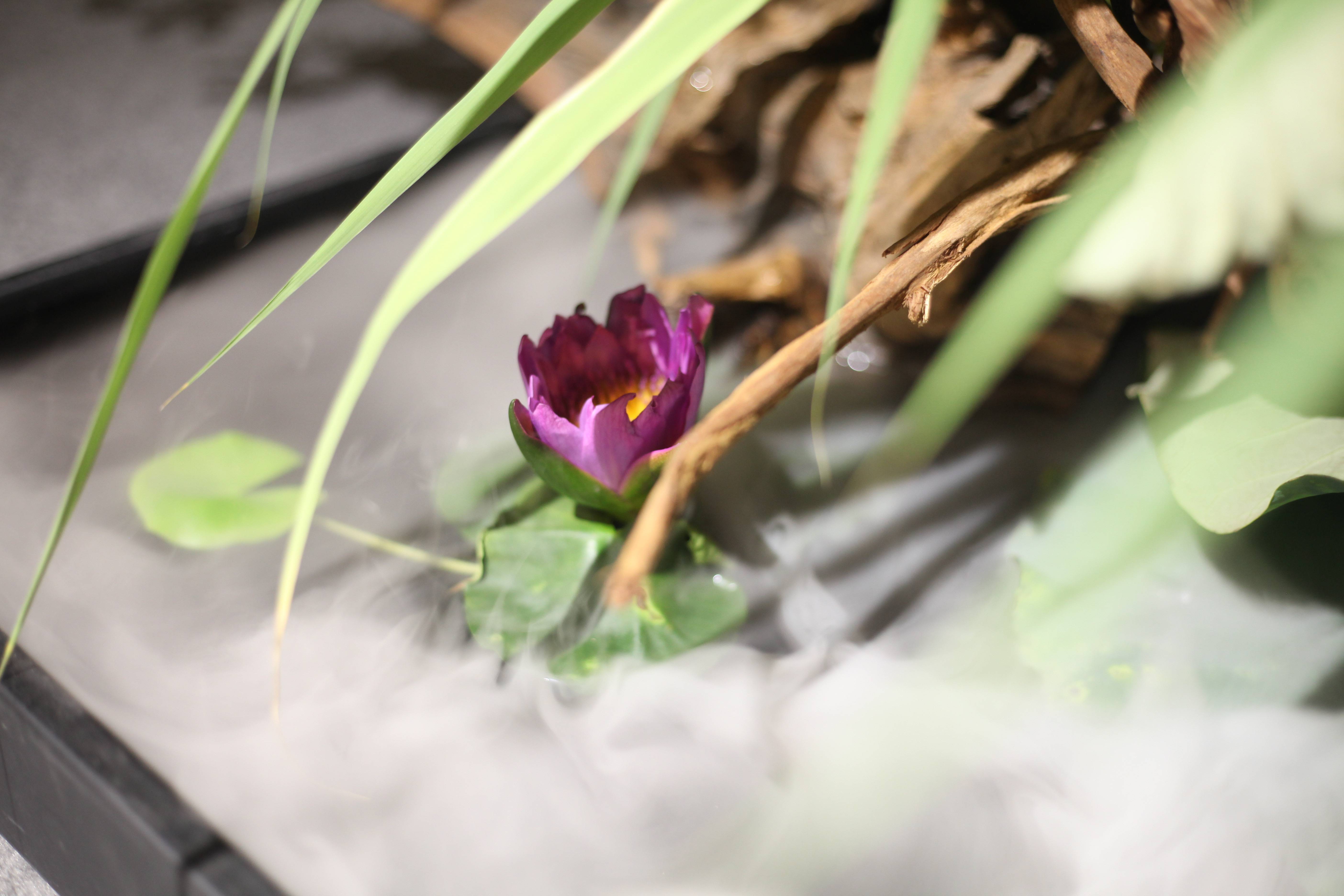 蘭印象支部夏日雅集·风动荷香|东方美学#茶会雅集花道布置