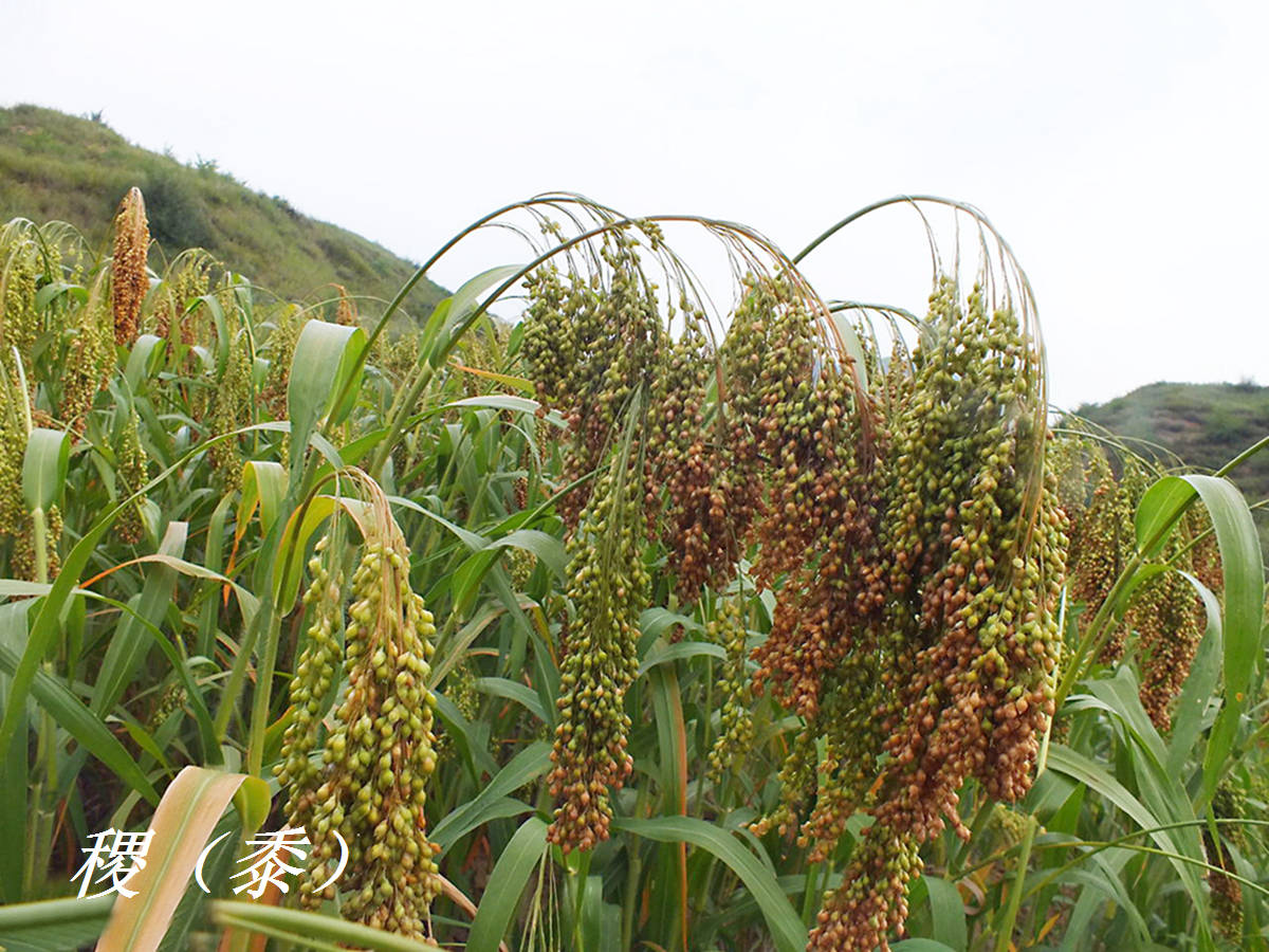 《中国植物志》说稷大体分为粘或不粘两类,粘者为黍,不粘者为稷;民间