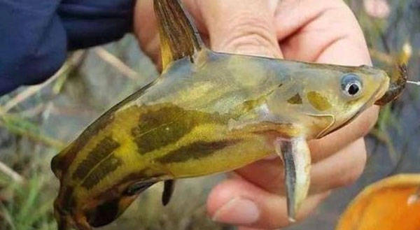 百草菌鳃康 百草益甘旦 黄颡鱼腹水病治疗方法 肠道 肝胆 水质