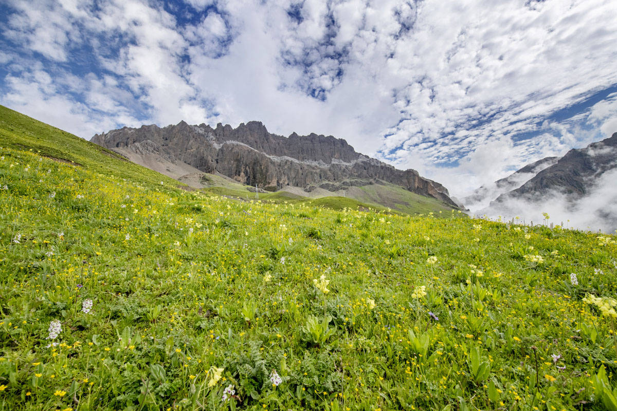 刘国兴2022年7月20日,四川省阿坝州小金县汗牛旅游区迎来盛花季,山花