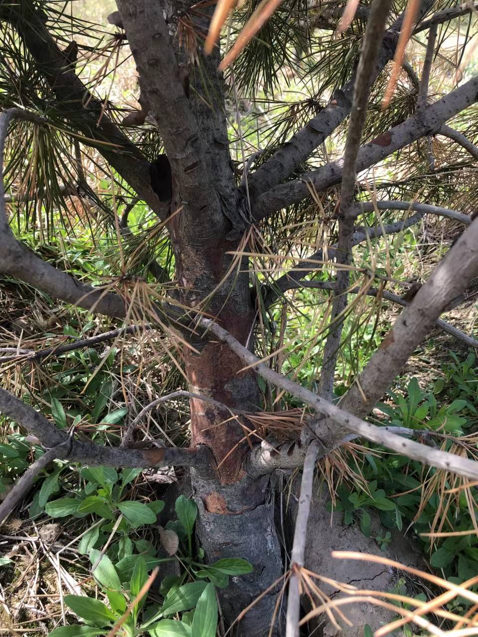 8月份园林植保信息8月园林植物病虫害防治和杂草防治济南园林植保信息