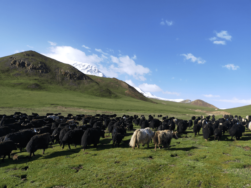青海祁连央隆夏格德曲雪域家庭牧场_牦牛_人体_蛋白质