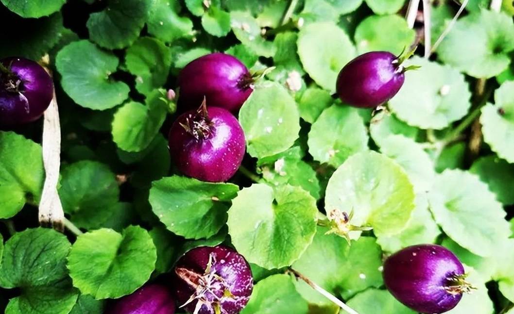 山地里长的野果人称地茄子以前人们不敢吃现在销量很好