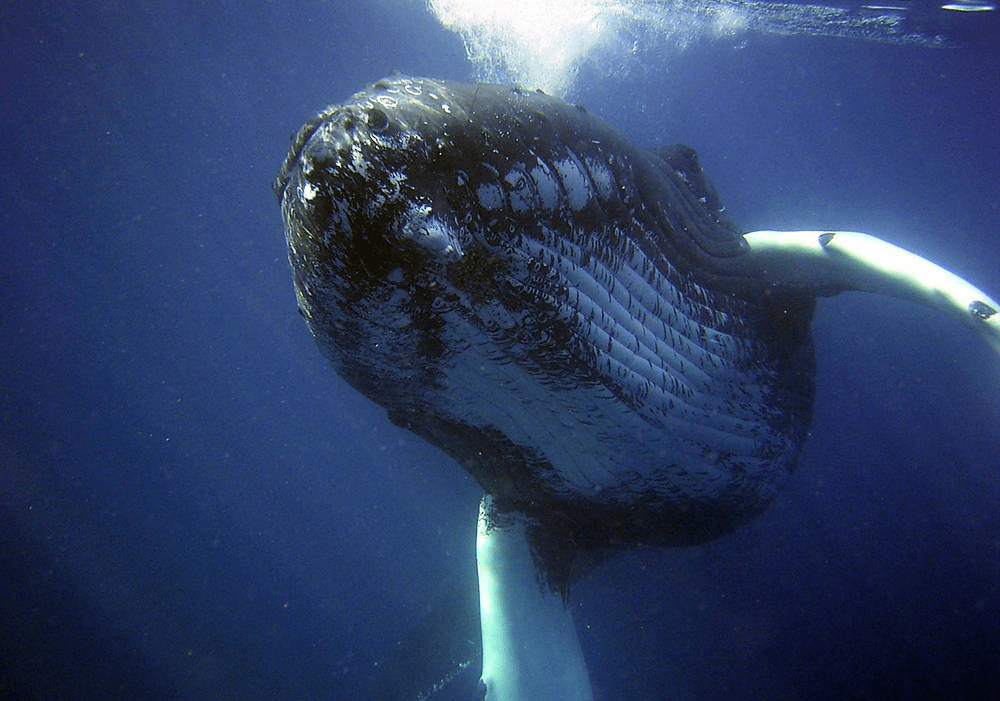 最大的动物蓝鲸,一口就能吞食几十吨磷虾,却无法吞下一个人_海洋_因为