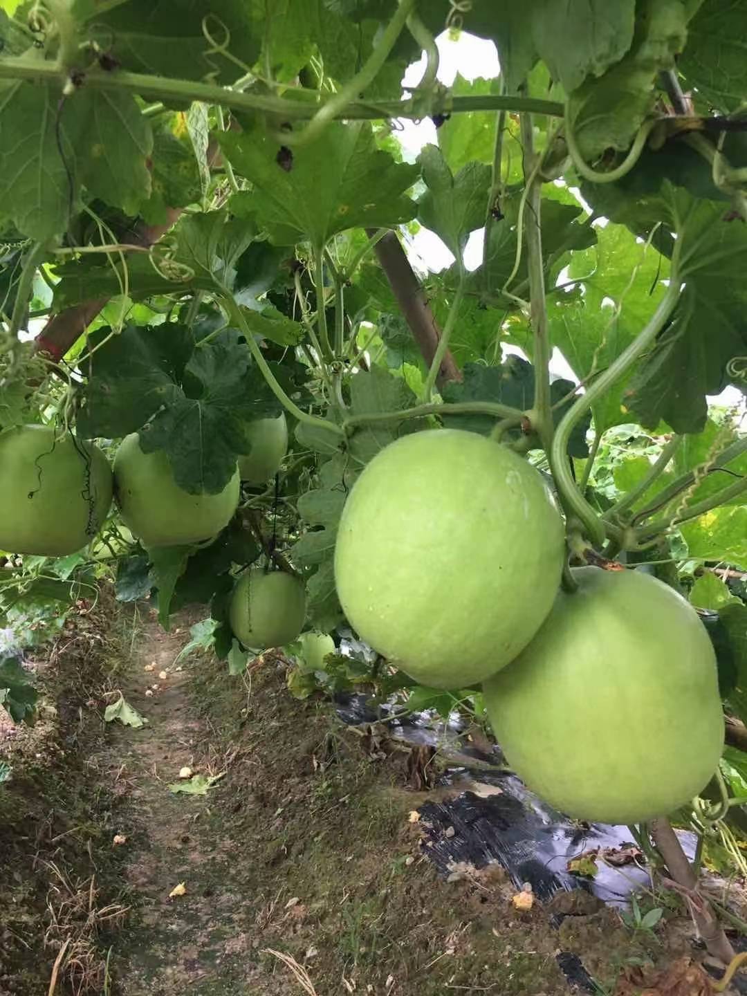 香芋冬瓜育苗建議使用營養缽育苗法,在出苗後白天溫度保持在22-30度