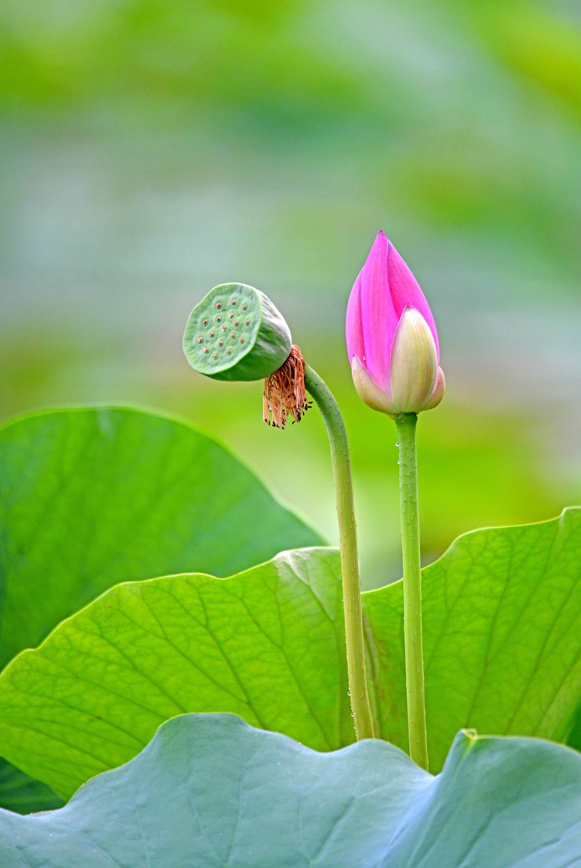 水中带露珠荷花图片图片