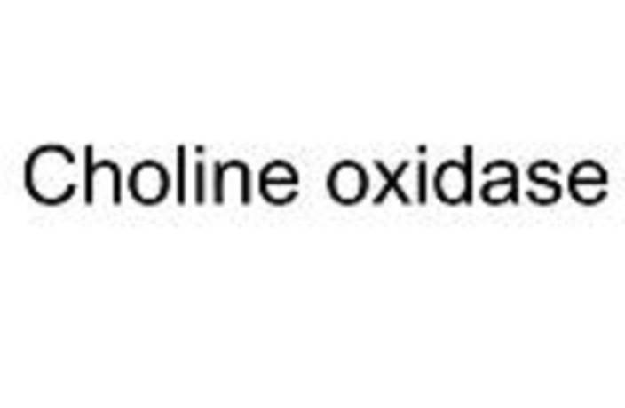 9028-67-5|胆碱氧化酶|Choline Oxidase，使用说明