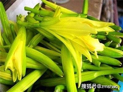 黄花菜图片-搜狐大视野-搜狐新闻