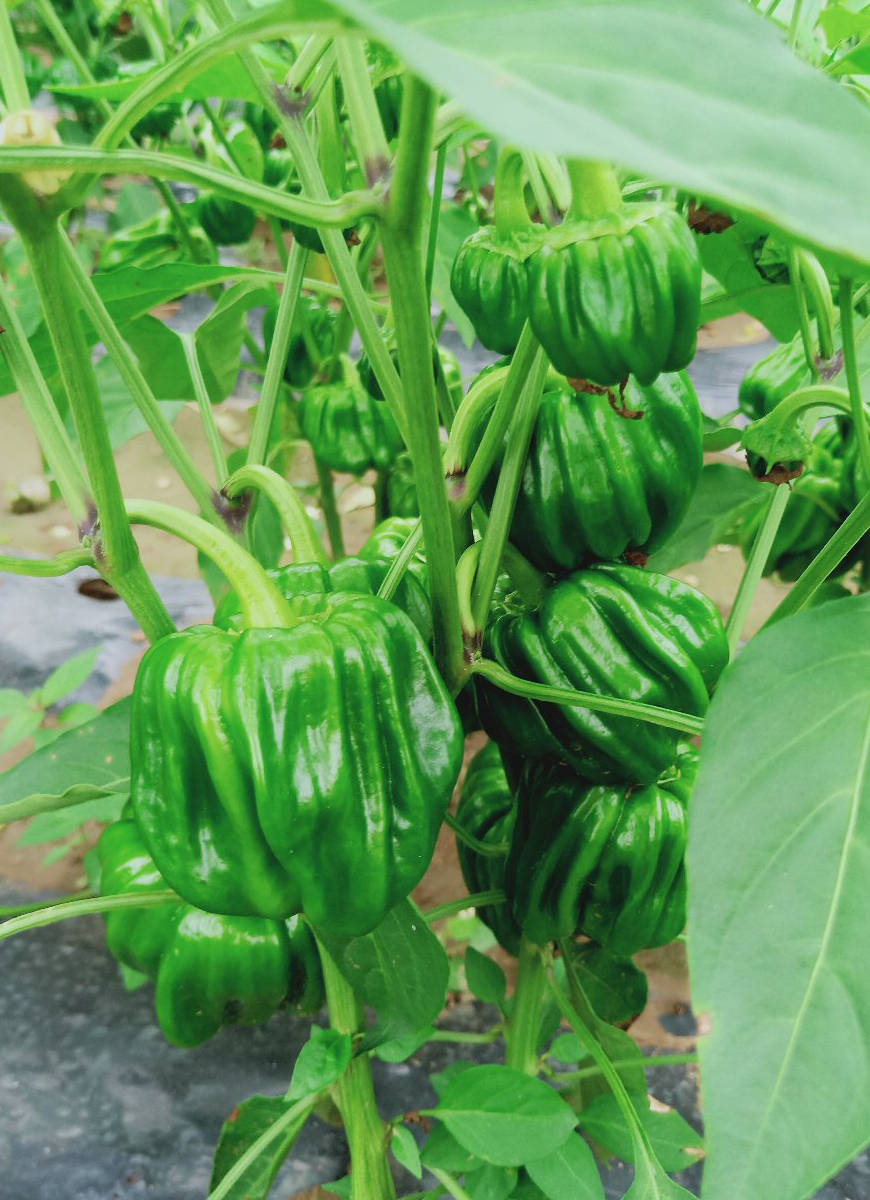 最好的麻椒品种_果实_辣椒_风味