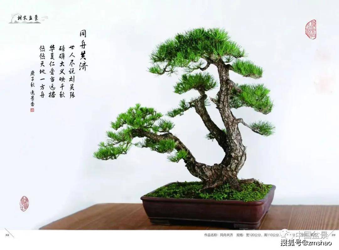 杂木盆景欣赏2-搜狐大视野-搜狐新闻