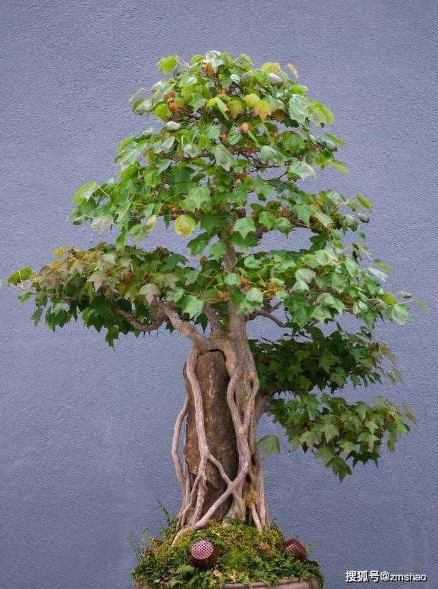 杂木盆景欣赏3-搜狐大视野-搜狐新闻