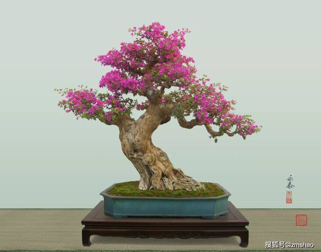 杂木盆景欣赏3-搜狐大视野-搜狐新闻