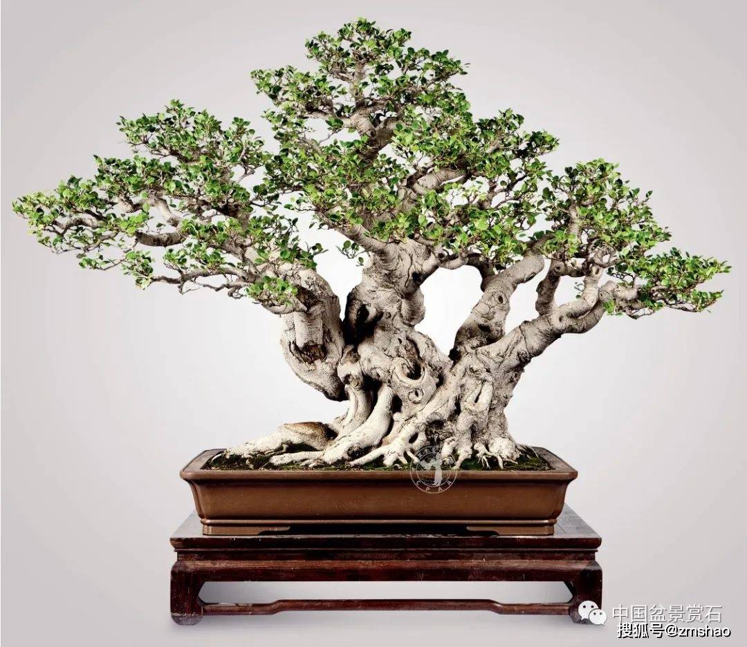 杂木盆景欣赏3-搜狐大视野-搜狐新闻