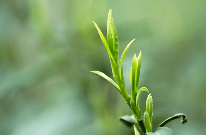 竹叶青茶的茶园位于海拔600-1500米的高山上,在这里生长的茶树不仅